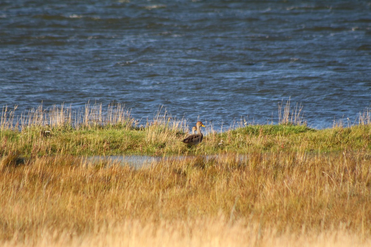 Yellow-billed Pintail - ML616607052