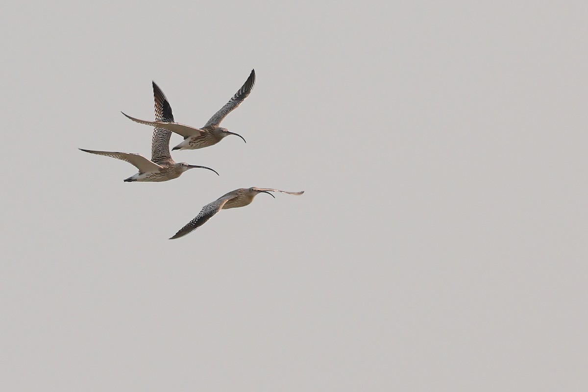 Eurasian Curlew - ML616607061