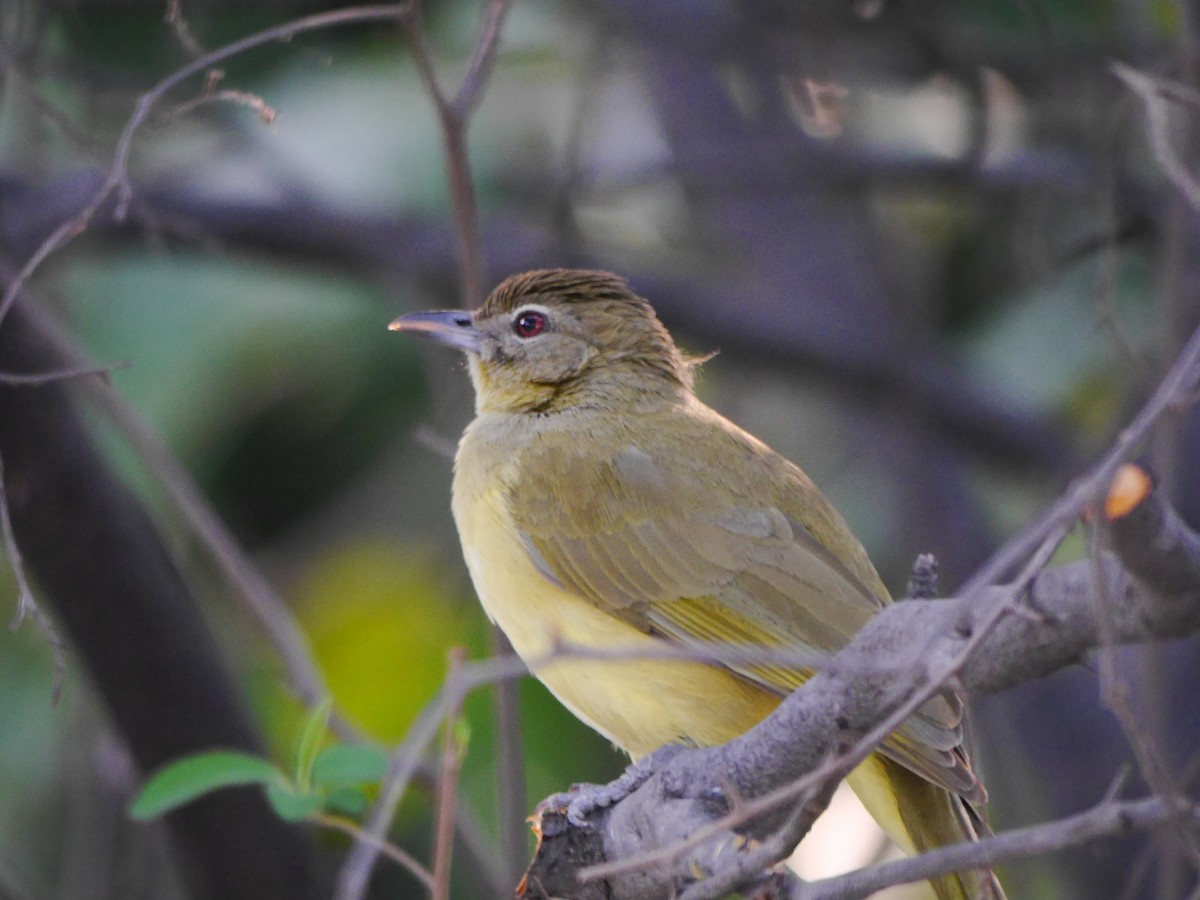 Yellow-bellied Greenbul - ML616607064