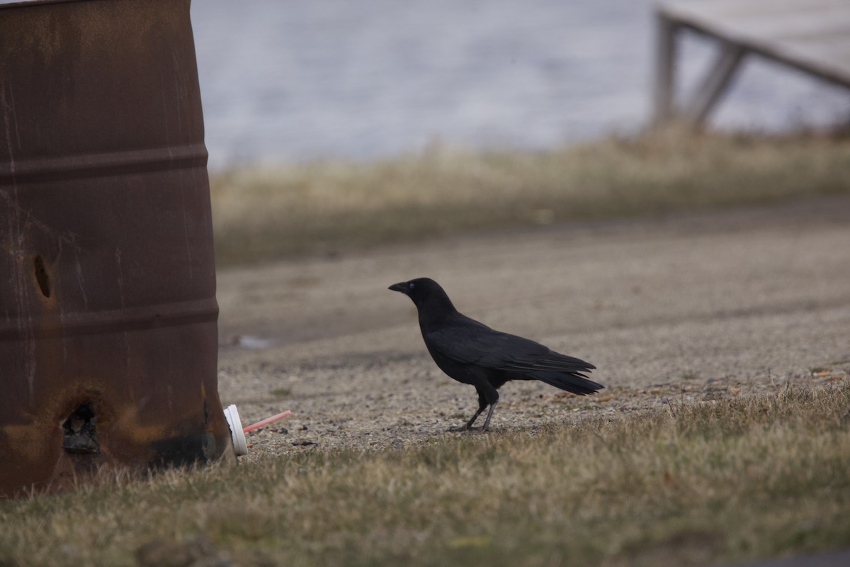 American Crow - ML616607078