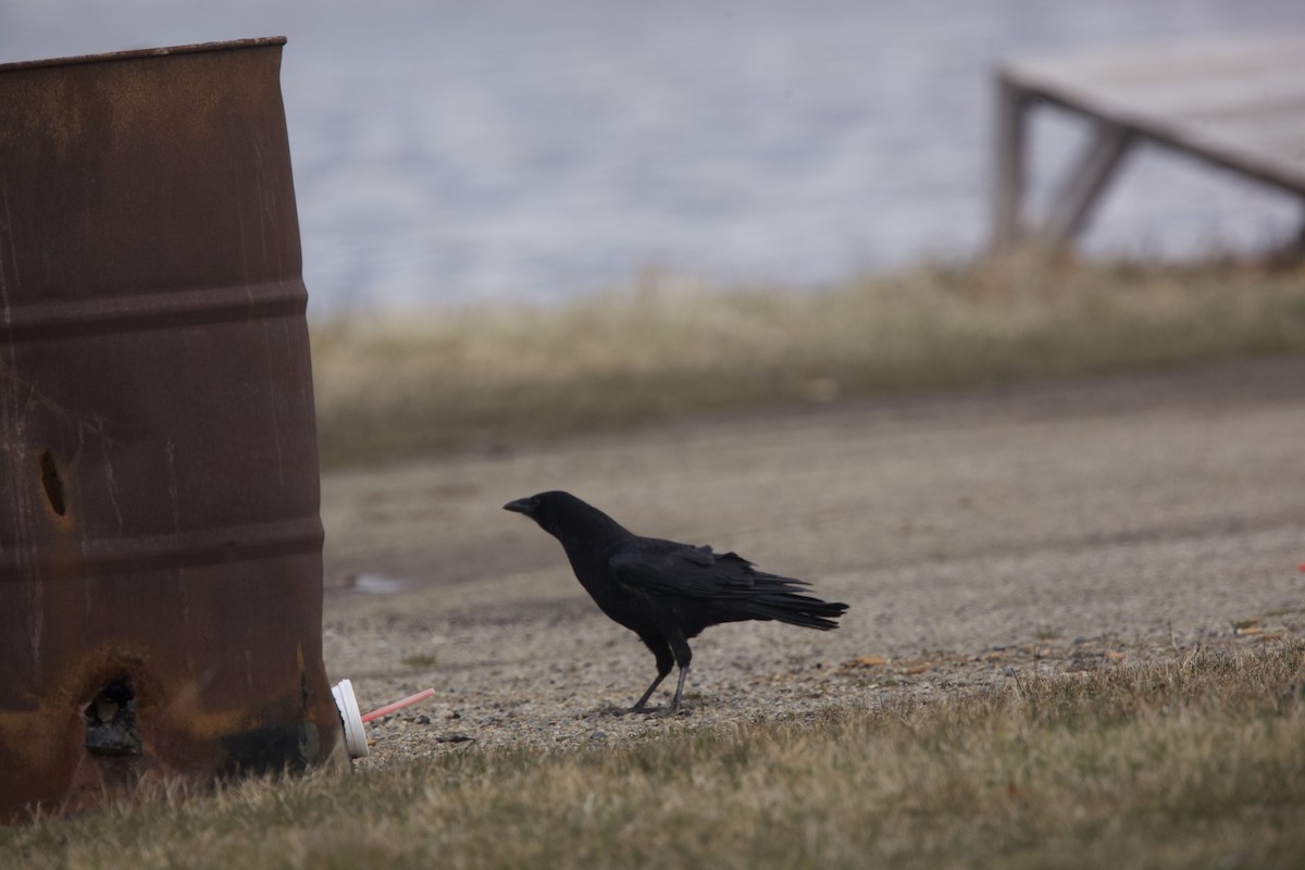 American Crow - ML616607079