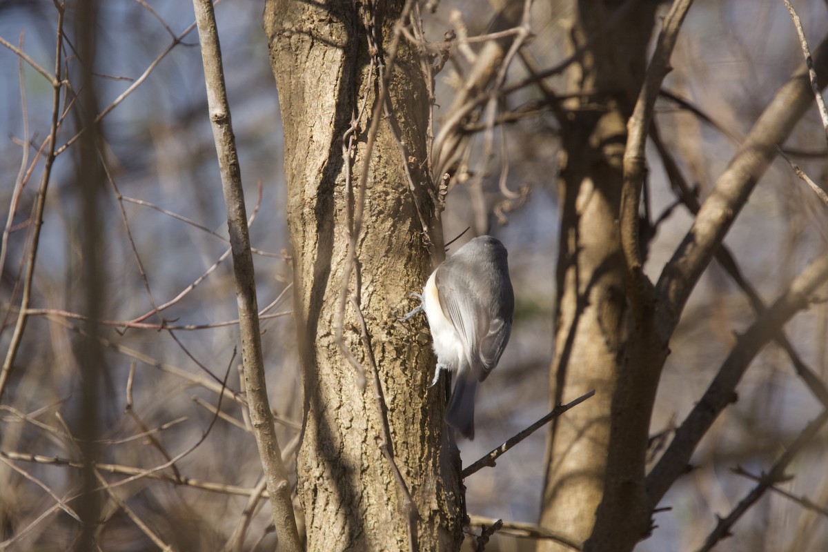 Tufted Titmouse - ML616607083