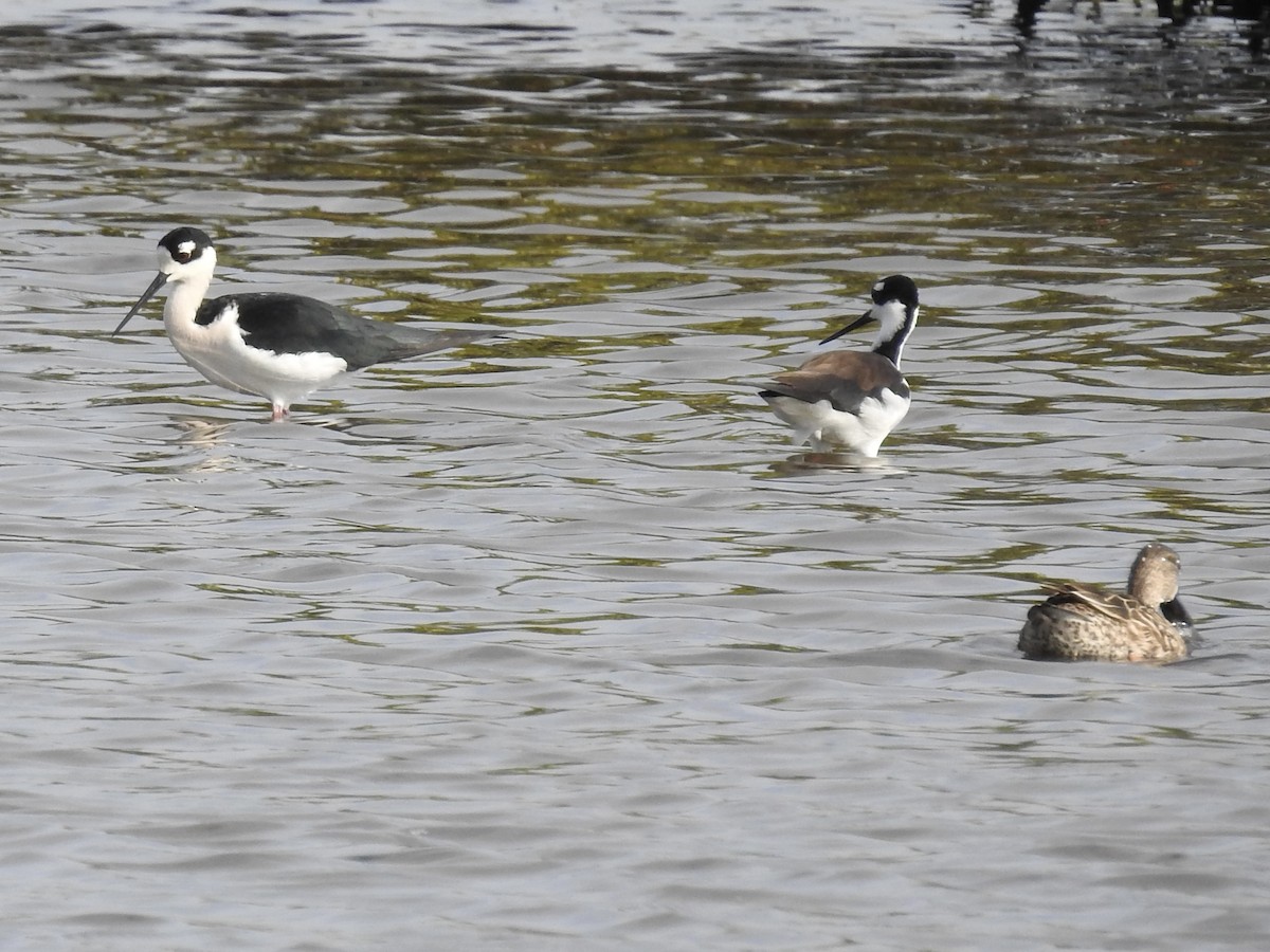 Black-necked Stilt - ML616607096