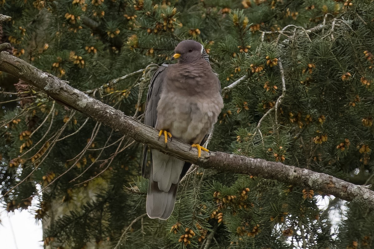 Band-tailed Pigeon - ML616607103
