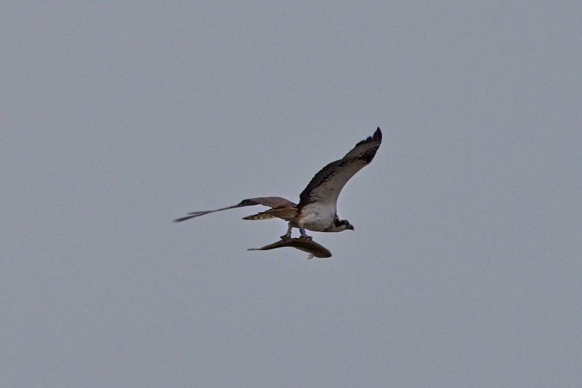 Balbuzard pêcheur - ML616607129