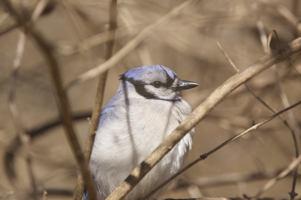 Blue Jay - Paul Miller