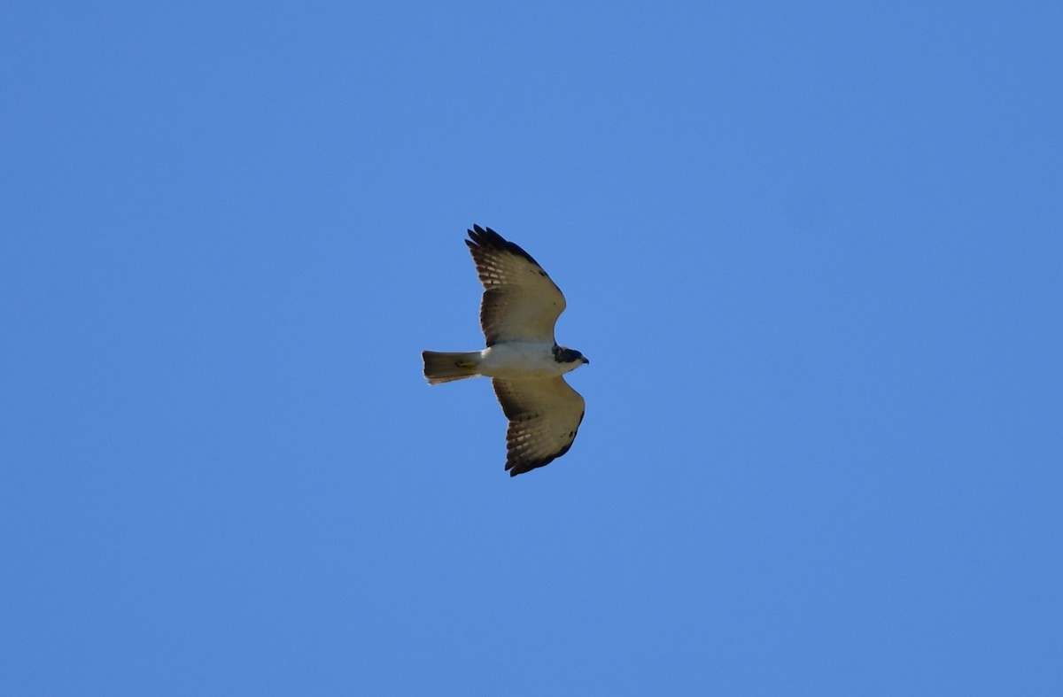 Short-tailed Hawk - Chaiby Leiman
