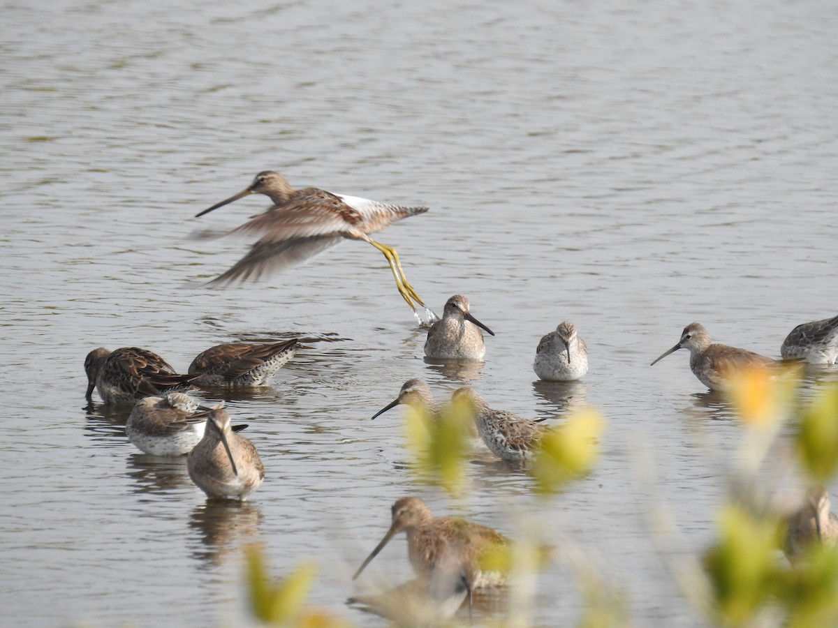 Long-billed Dowitcher - Kim Liebich ☀️🦤