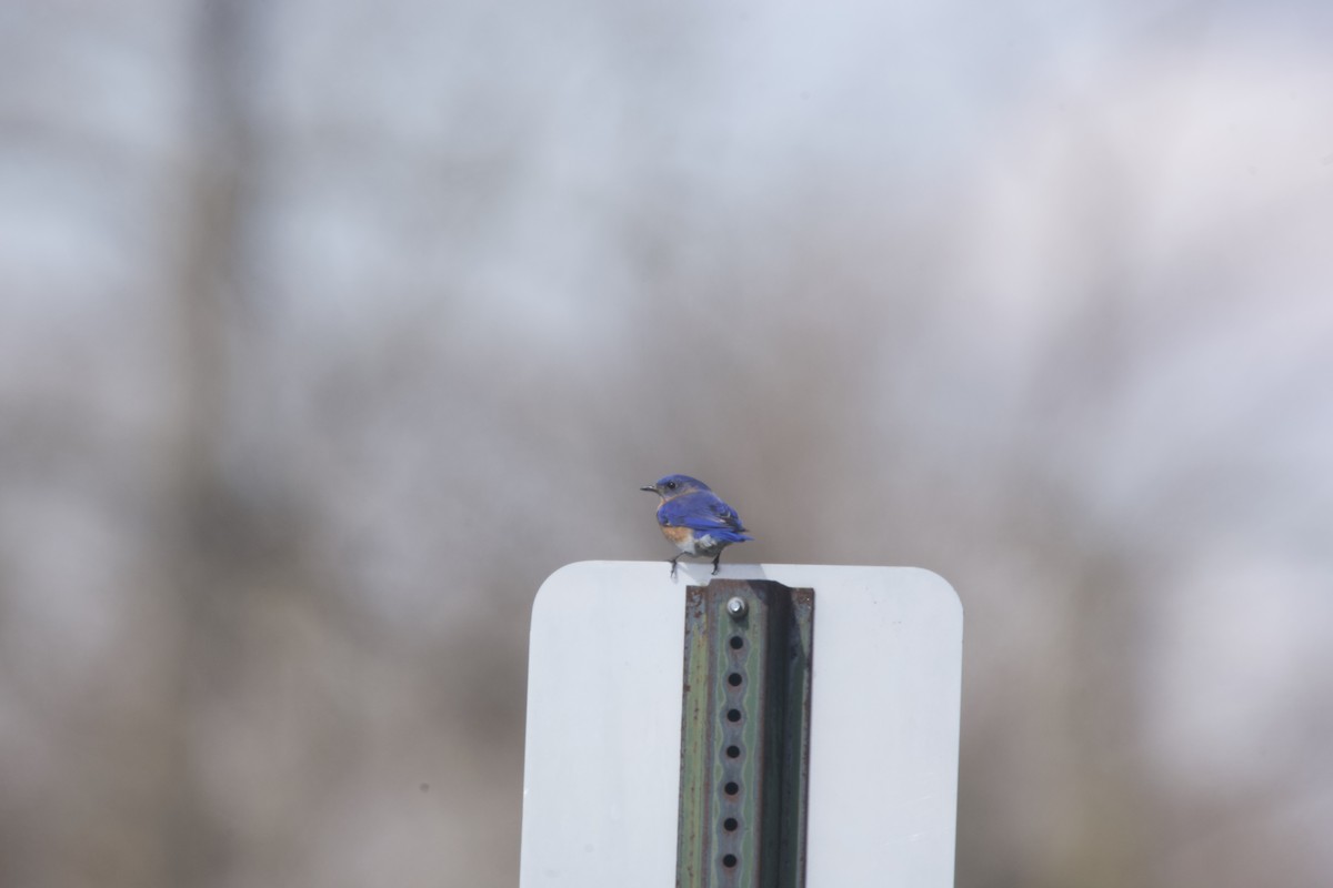 Eastern Bluebird - Paul Miller