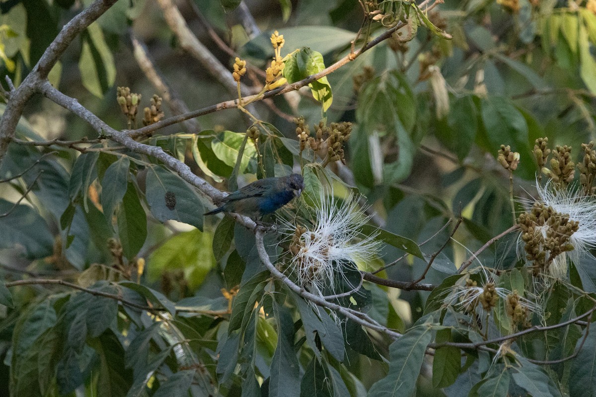 Passerin indigo - ML616607153