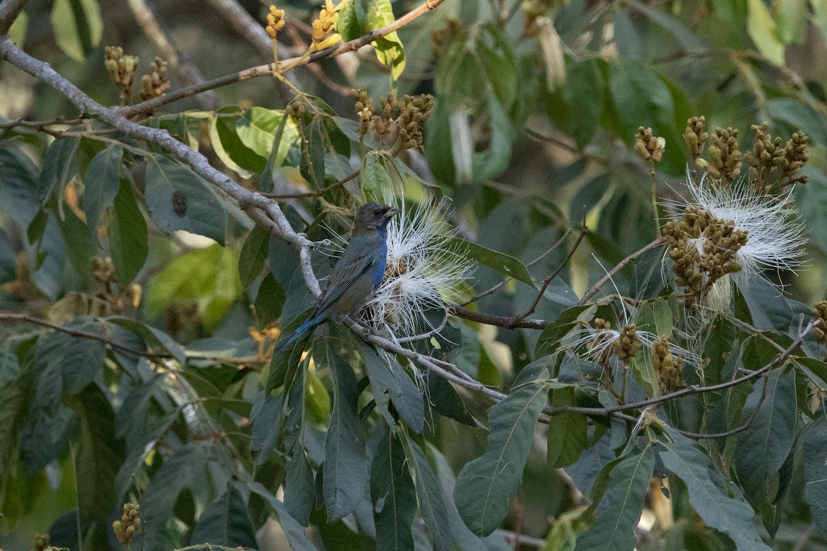 Passerin indigo - ML616607154