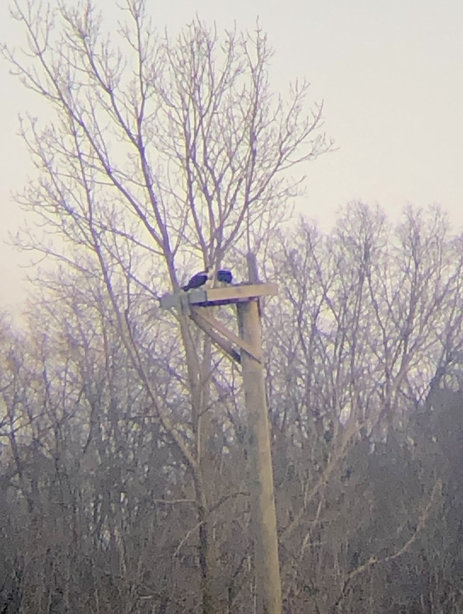 Osprey - ML616607217