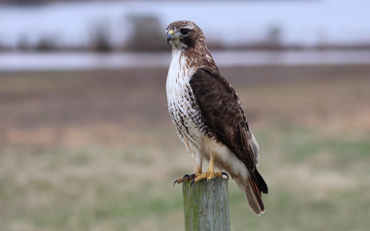 Red-tailed Hawk - Jerr Stine