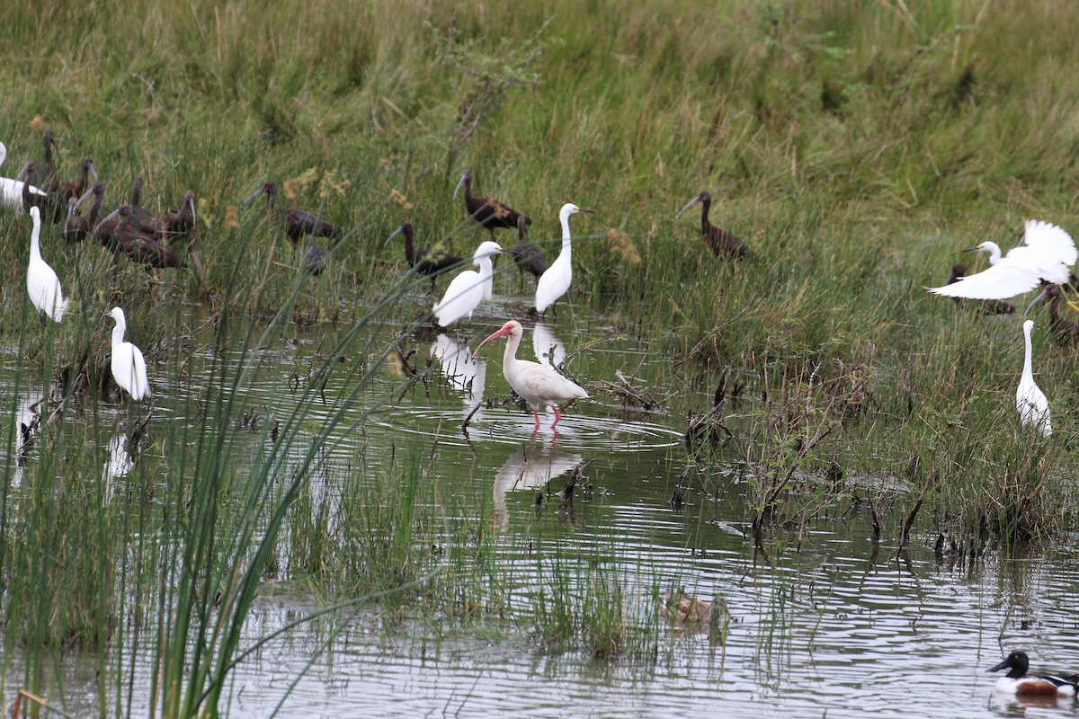 White Ibis - Olivia Bernard