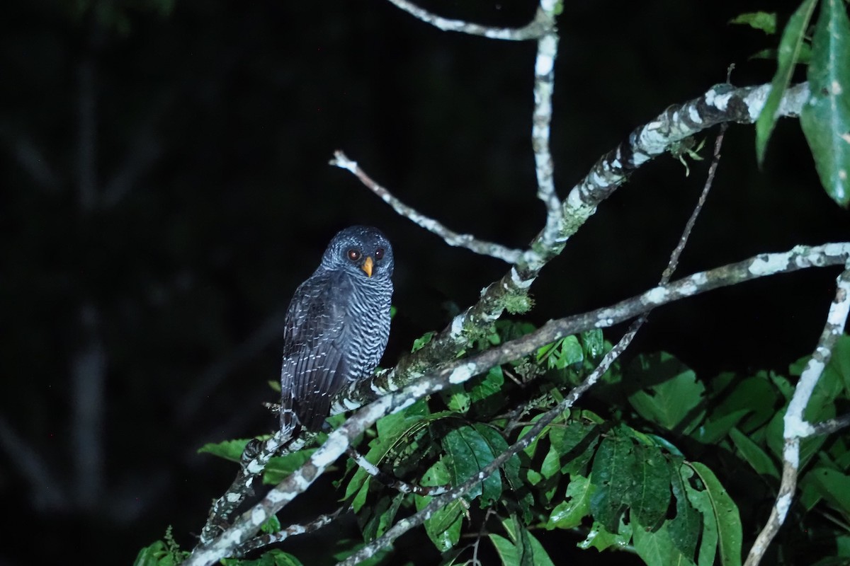 Black-banded Owl - ML616607397