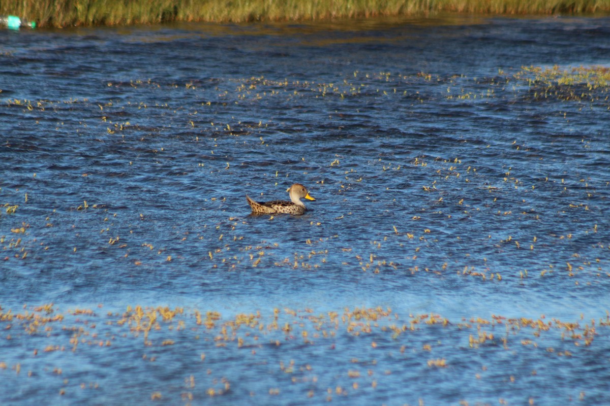 Yellow-billed Pintail - Fernando Menchon