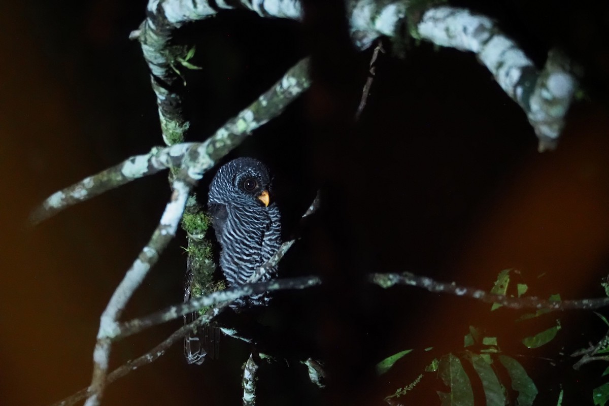 Black-banded Owl - ML616607399
