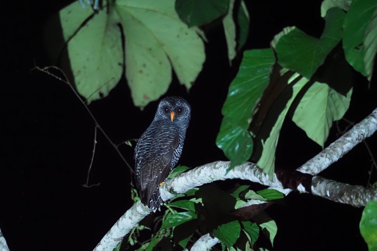 Black-banded Owl - ML616607400