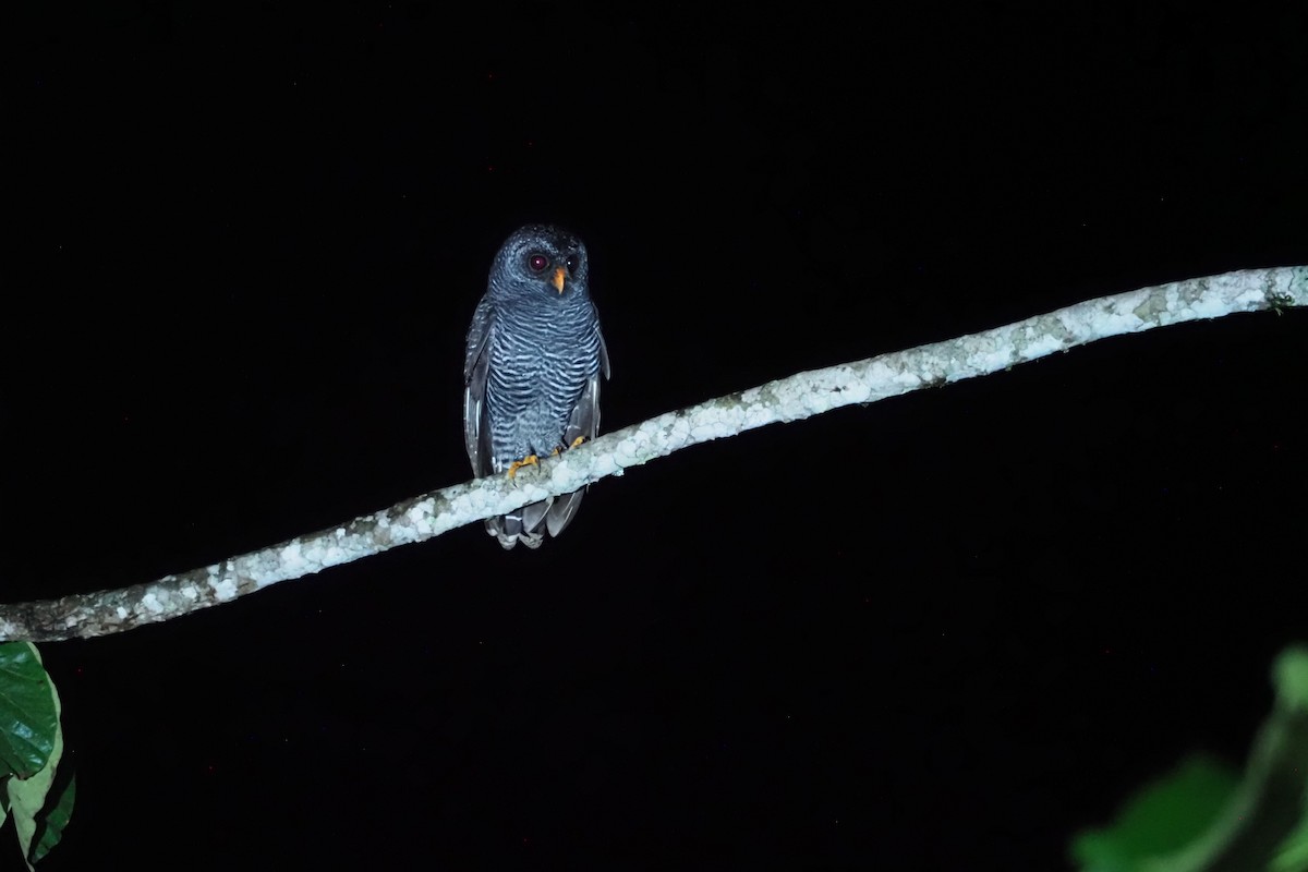 Black-banded Owl - ML616607403
