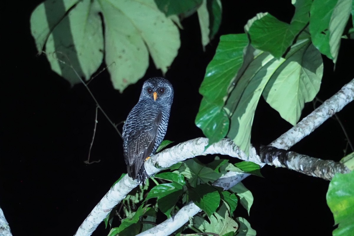 Black-banded Owl - ML616607407