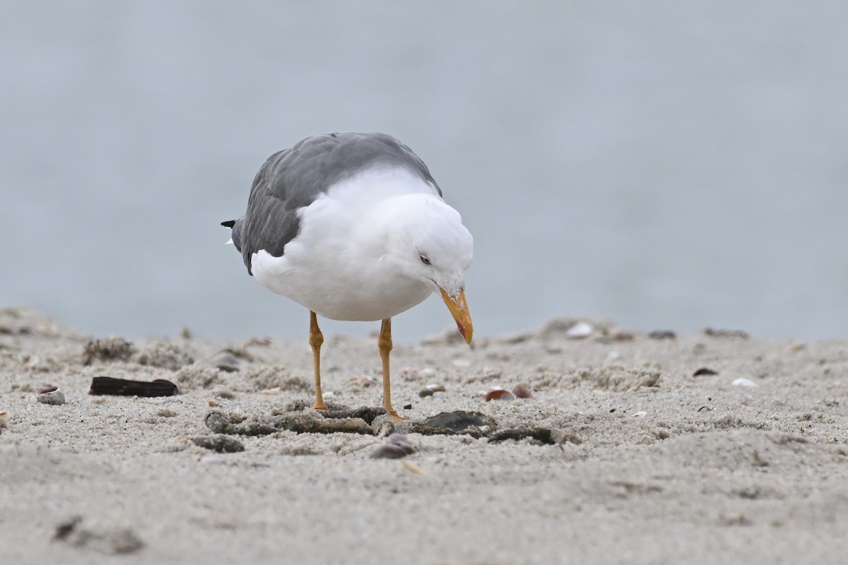 Lesser Black-backed Gull - ML616607425