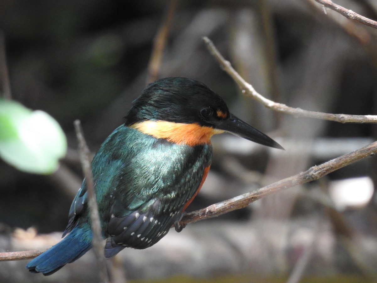 American Pygmy Kingfisher - Frank Fabbro