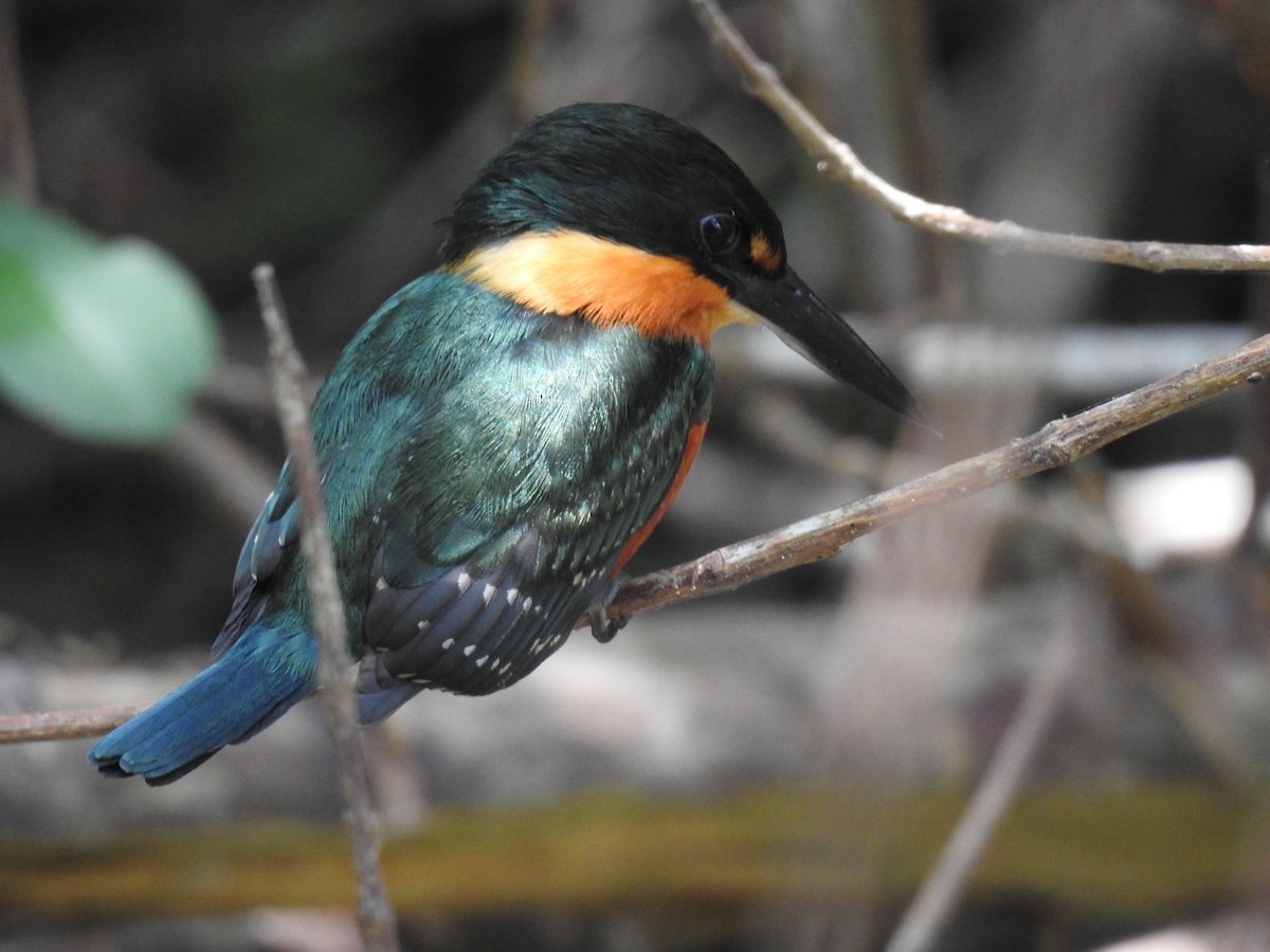 American Pygmy Kingfisher - ML616607447