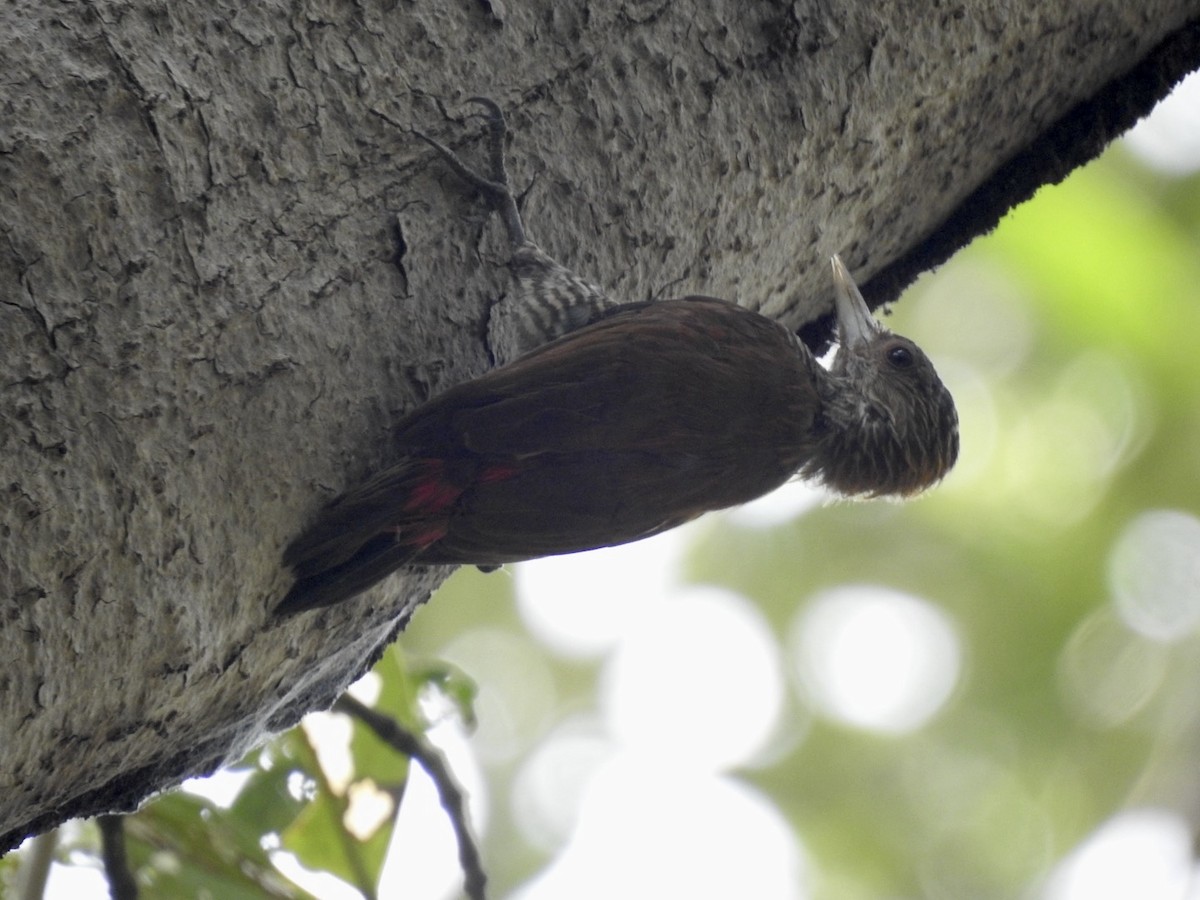 Red-rumped Woodpecker - ML616607482