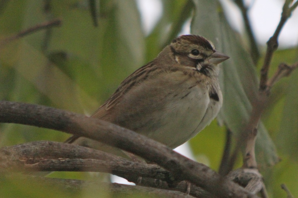 Lark Sparrow - ML616607523