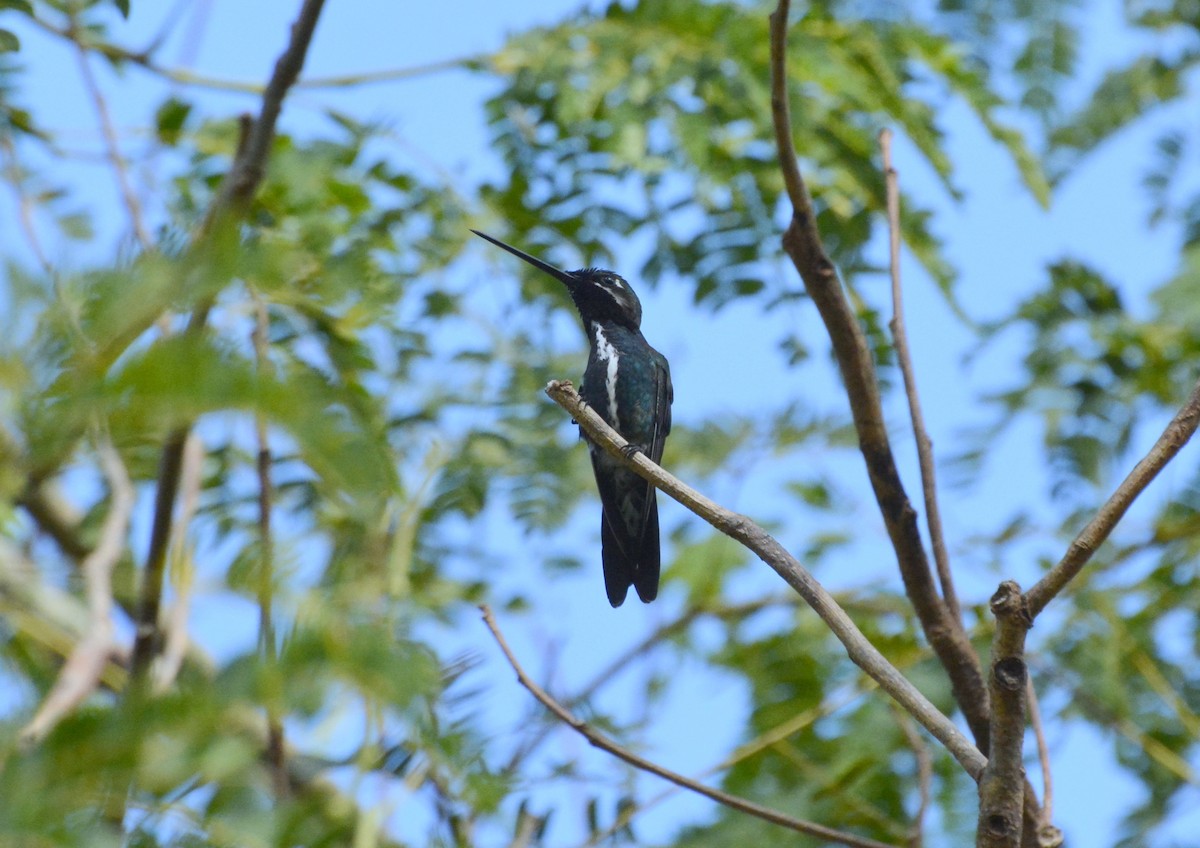 Colibrí Escamoso - ML616607530