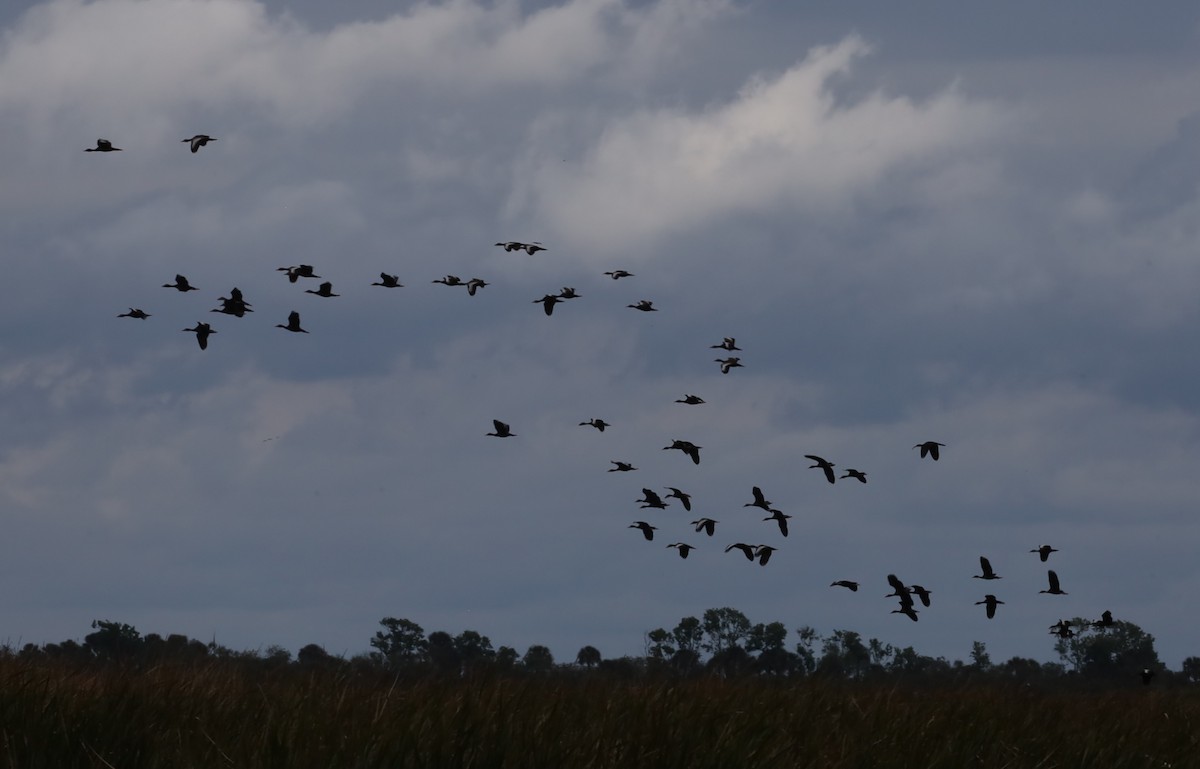 Black-bellied Whistling-Duck - ML616607550