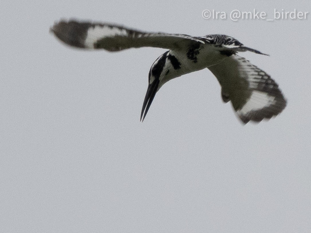 Pied Kingfisher - ML616607556