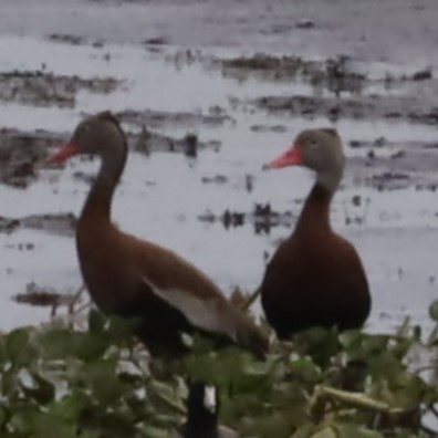 Dendrocygne à ventre noir - ML616607574