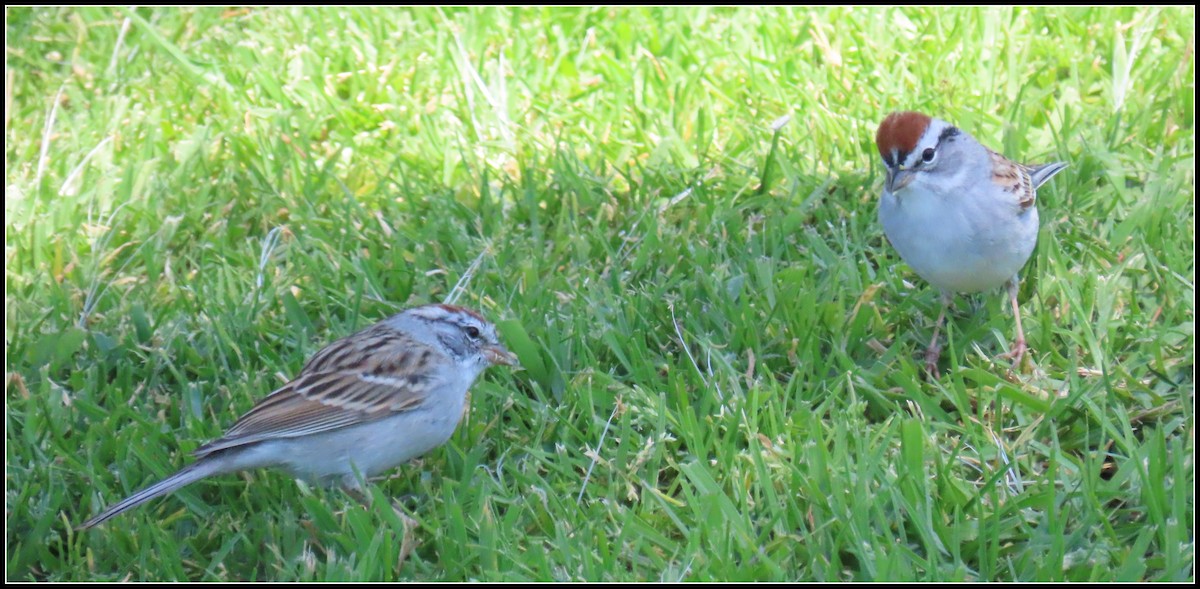 Chipping Sparrow - ML616607627