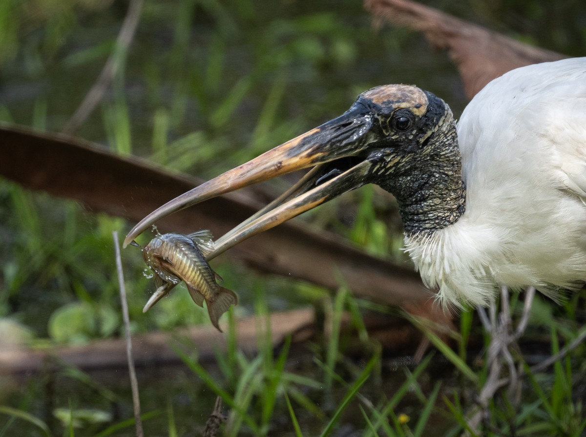 Wood Stork - ML616607638