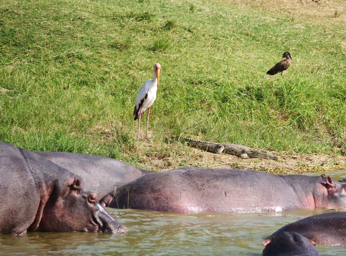 Yellow-billed Stork - Brett Hartl