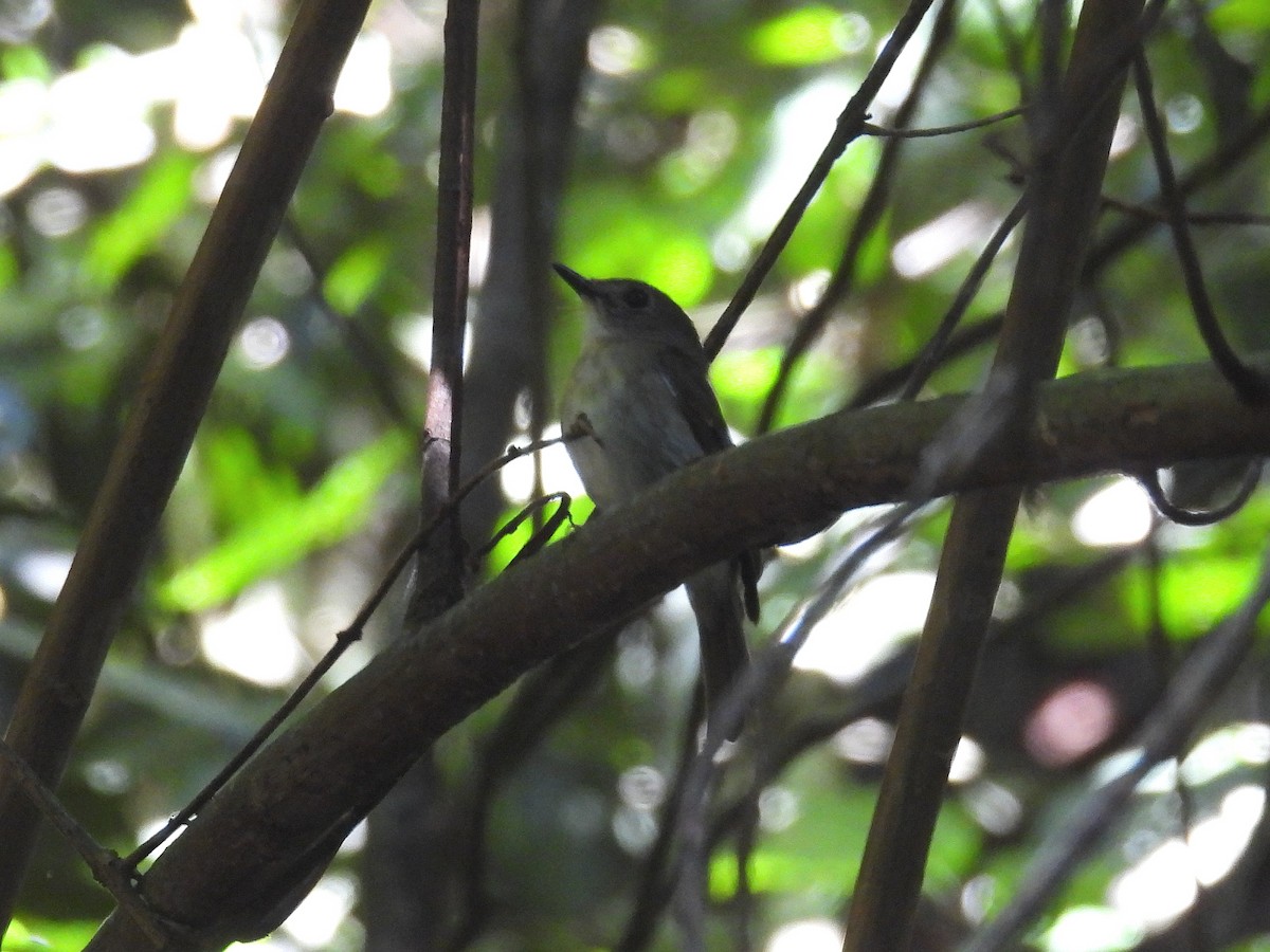 Asian Brown Flycatcher - Hogun Cho