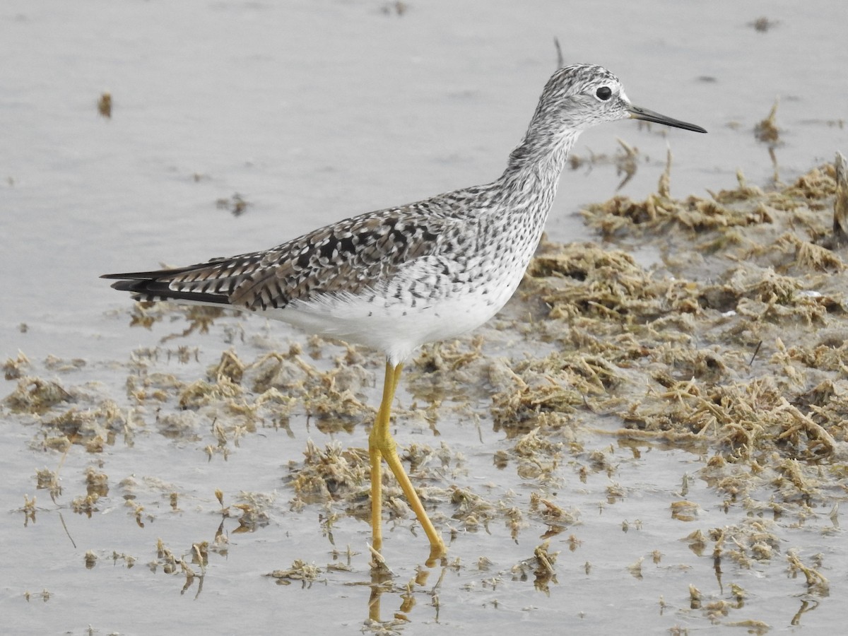 gulbeinsnipe - ML616607681