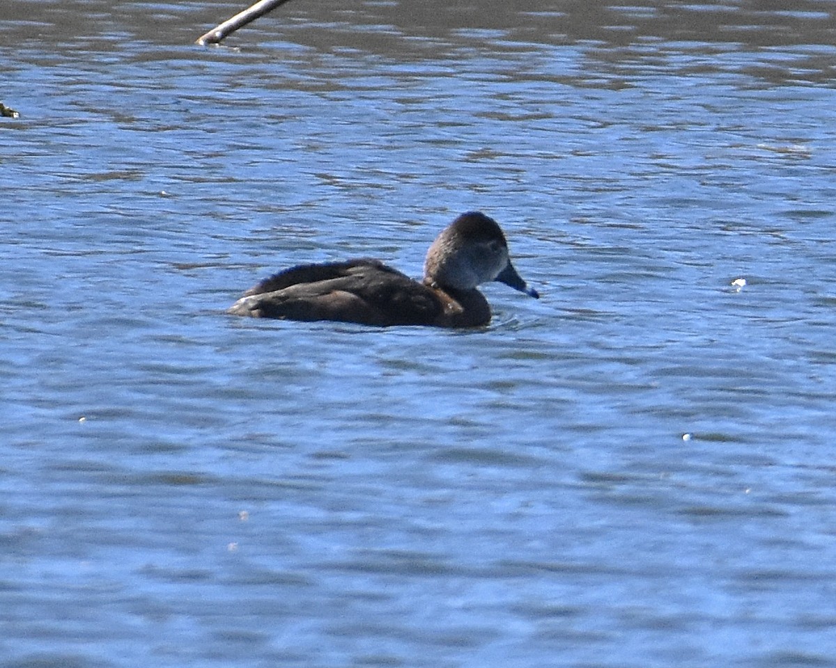 Ring-necked Duck - Brian Hicks