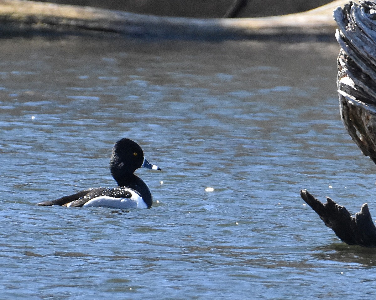 Ring-necked Duck - Brian Hicks