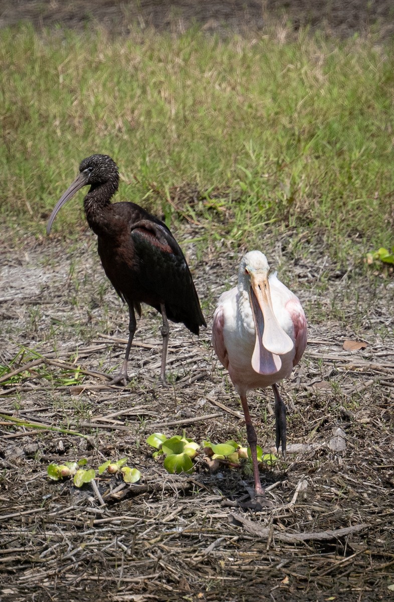 Glossy Ibis - ML616607691