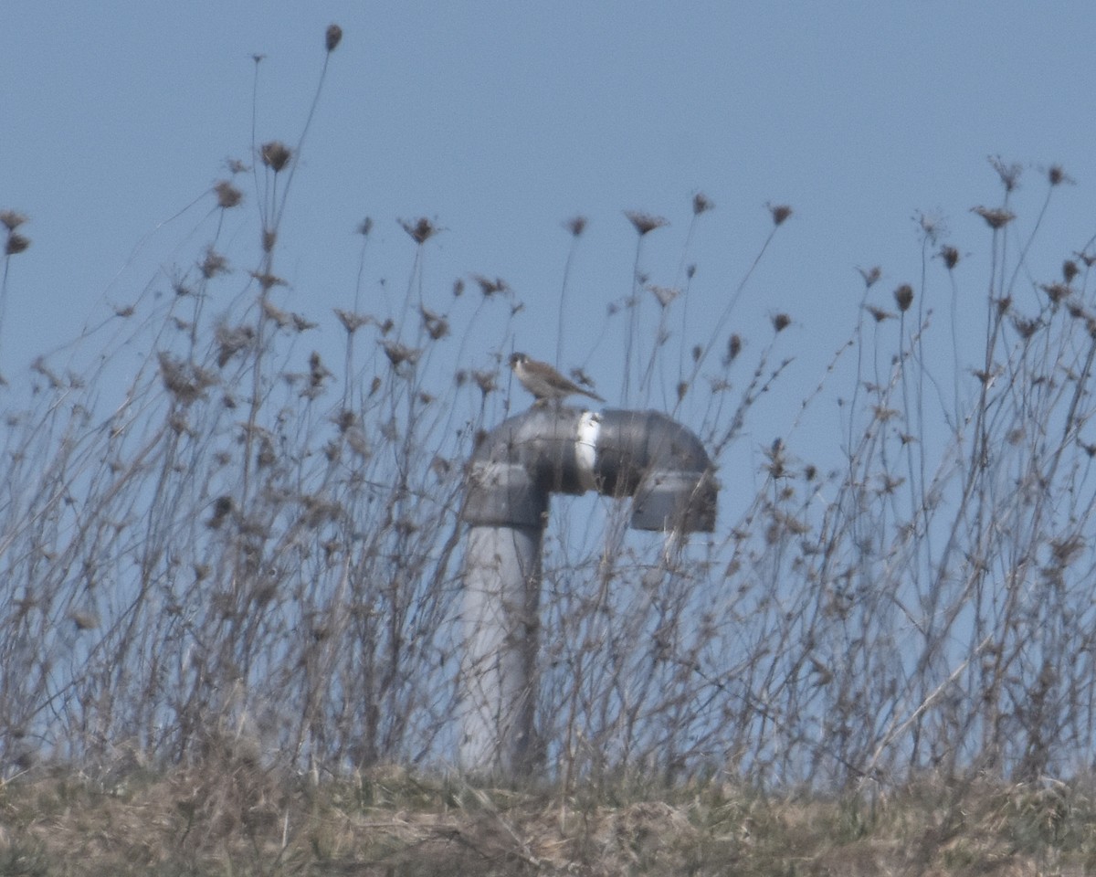 American Kestrel - Brian Hicks