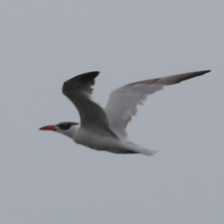 Caspian Tern - ML616607705