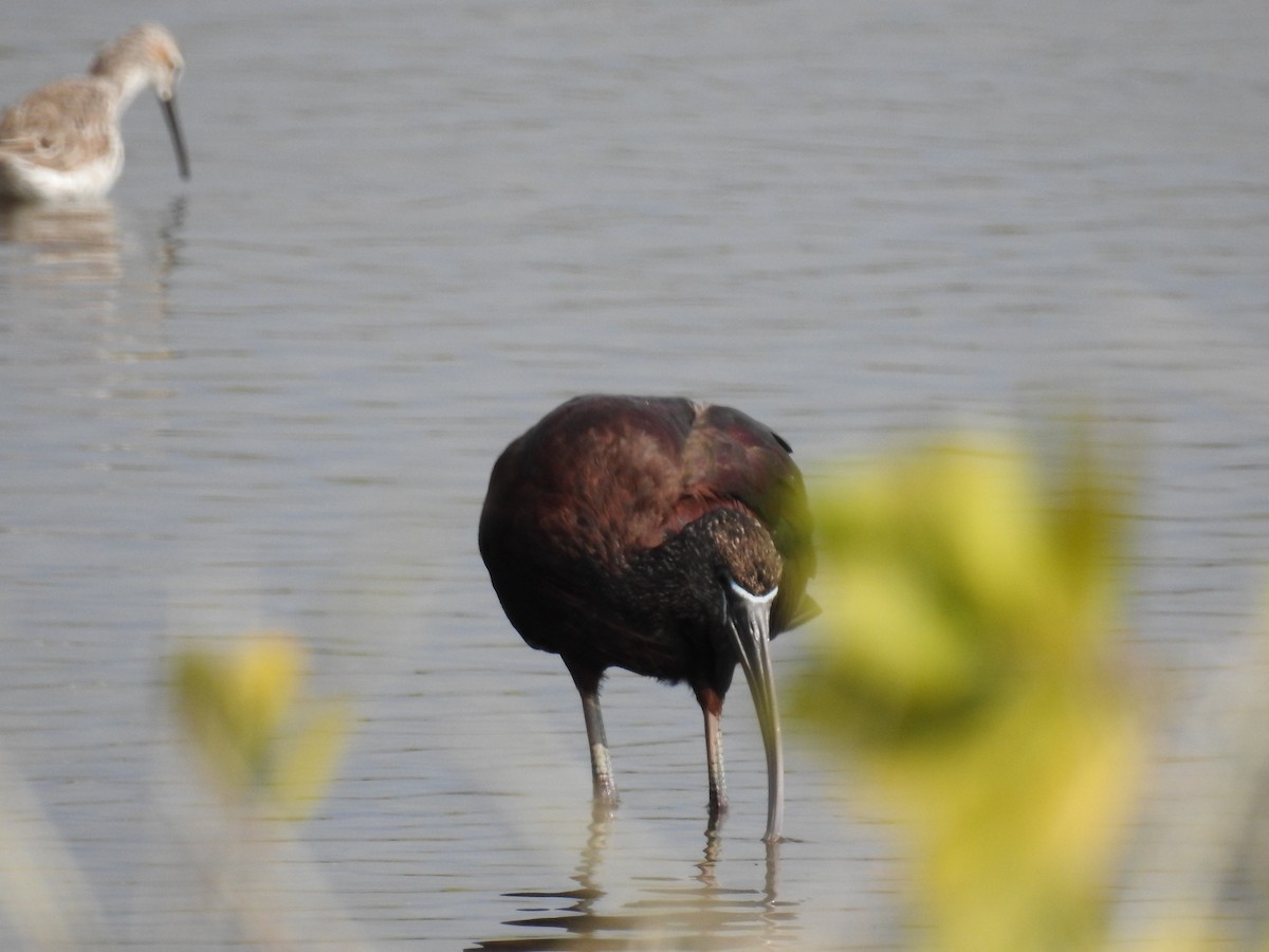 ibis hnědý - ML616607722