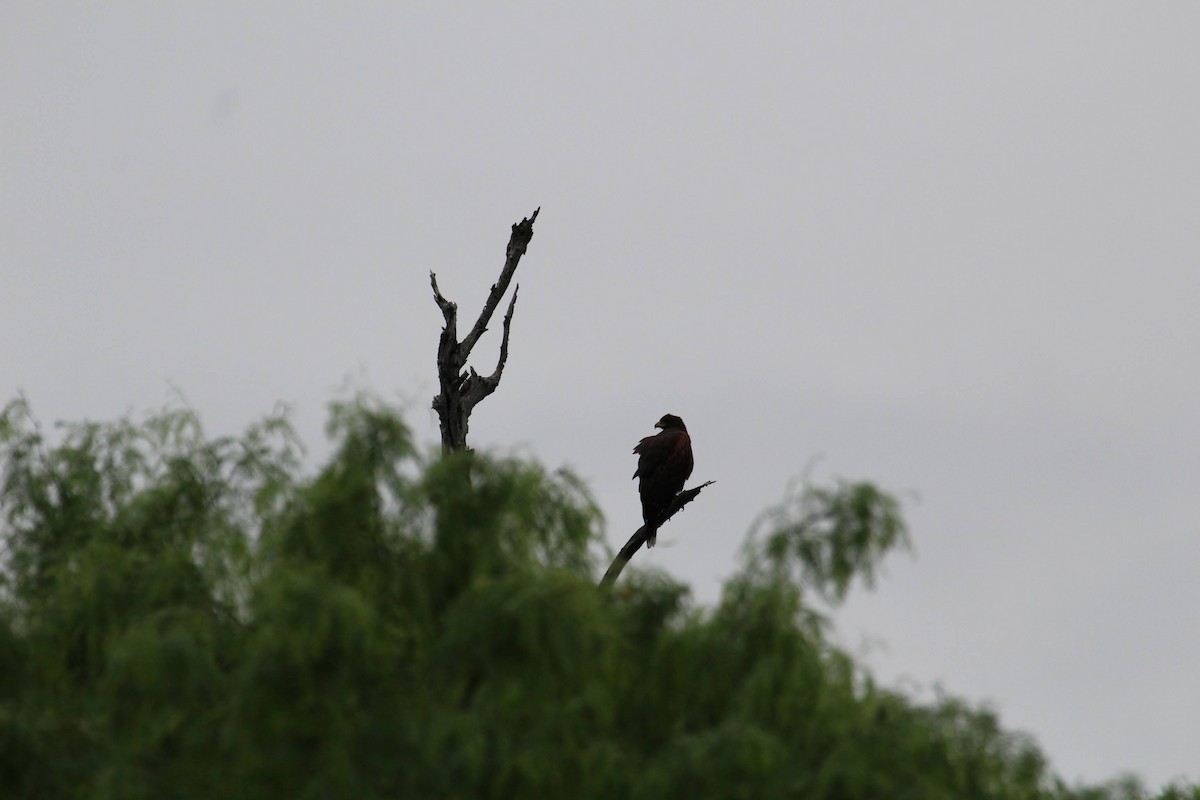 Harris's Hawk - Olivia Bernard