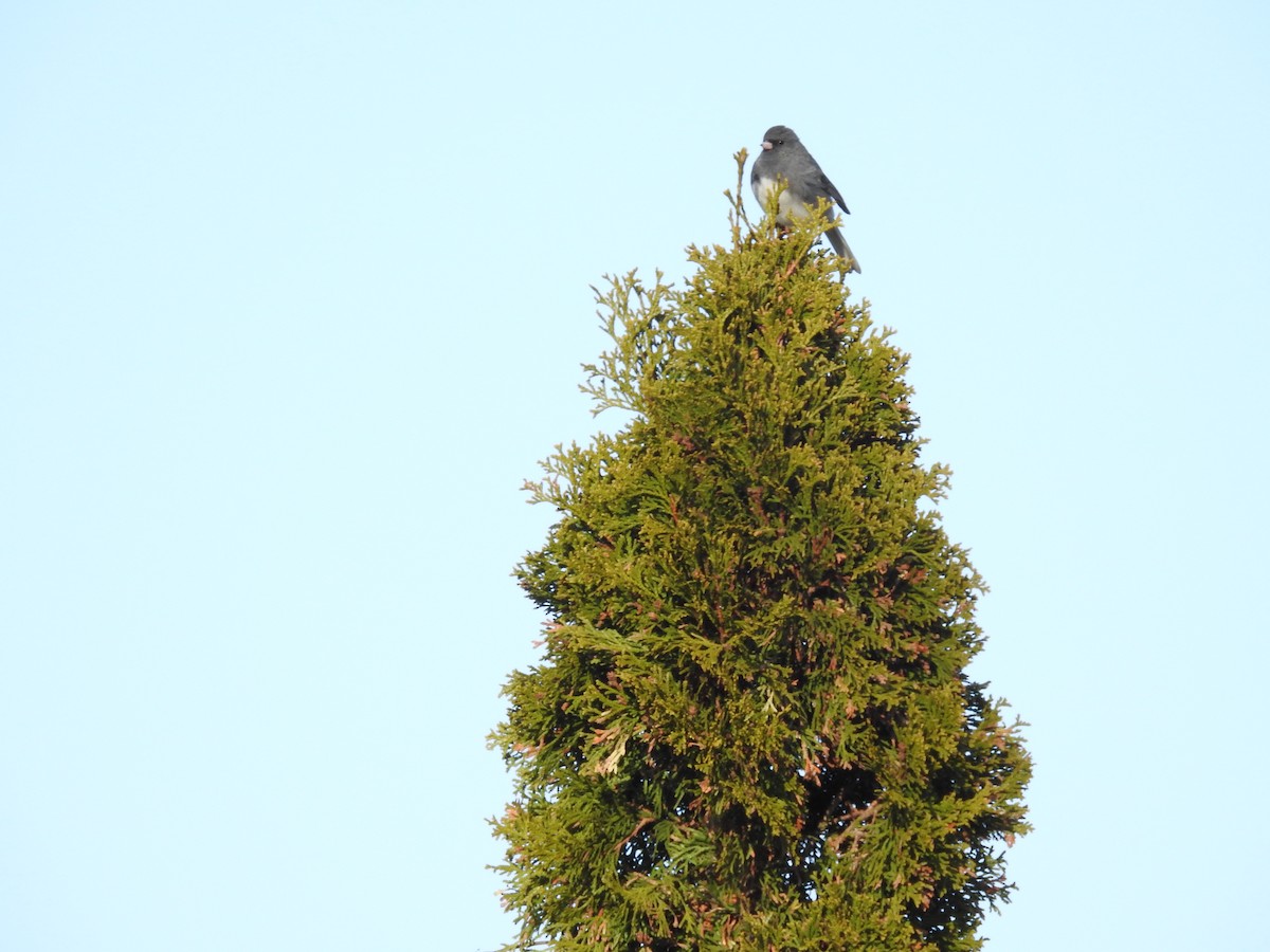 Dark-eyed Junco (Slate-colored) - ML616607755