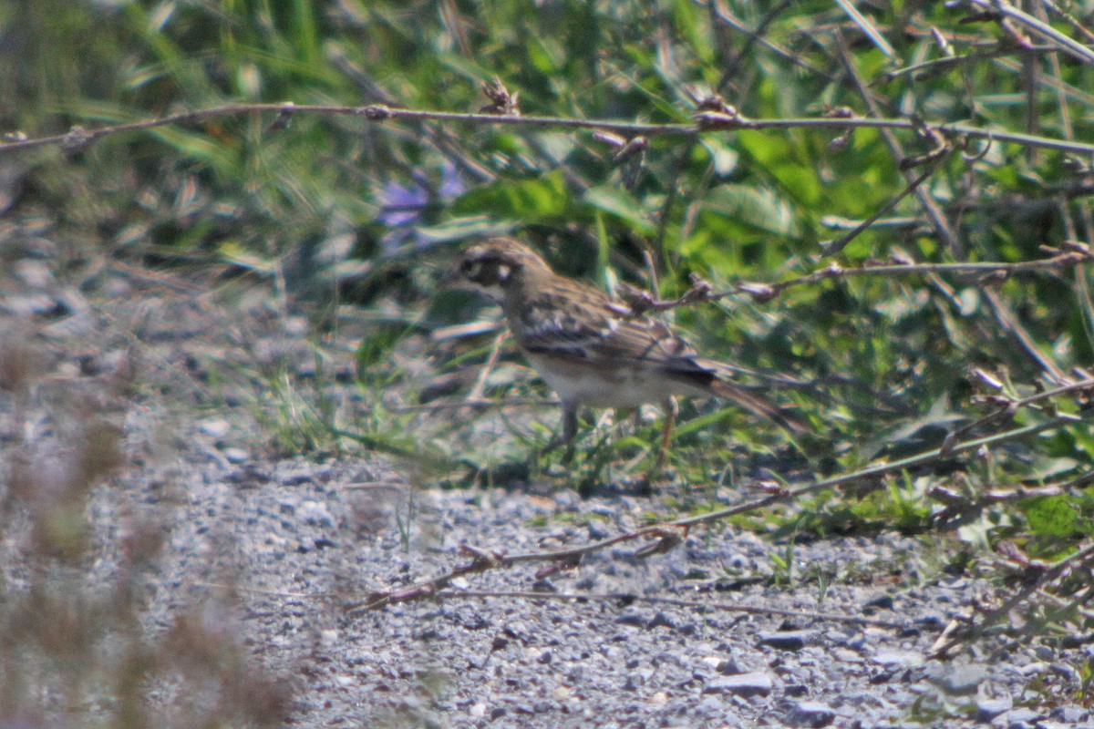 Bruant à joues marron - ML616607767