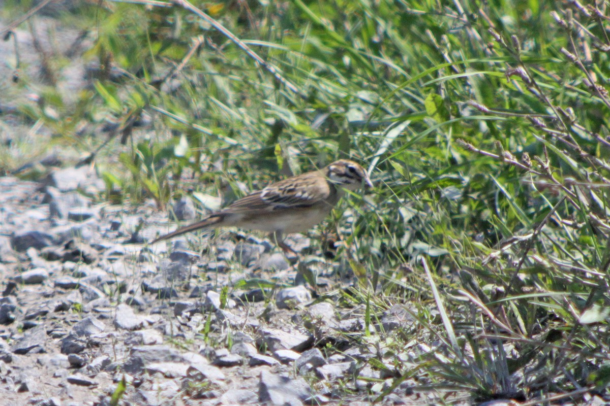 Bruant à joues marron - ML616607768