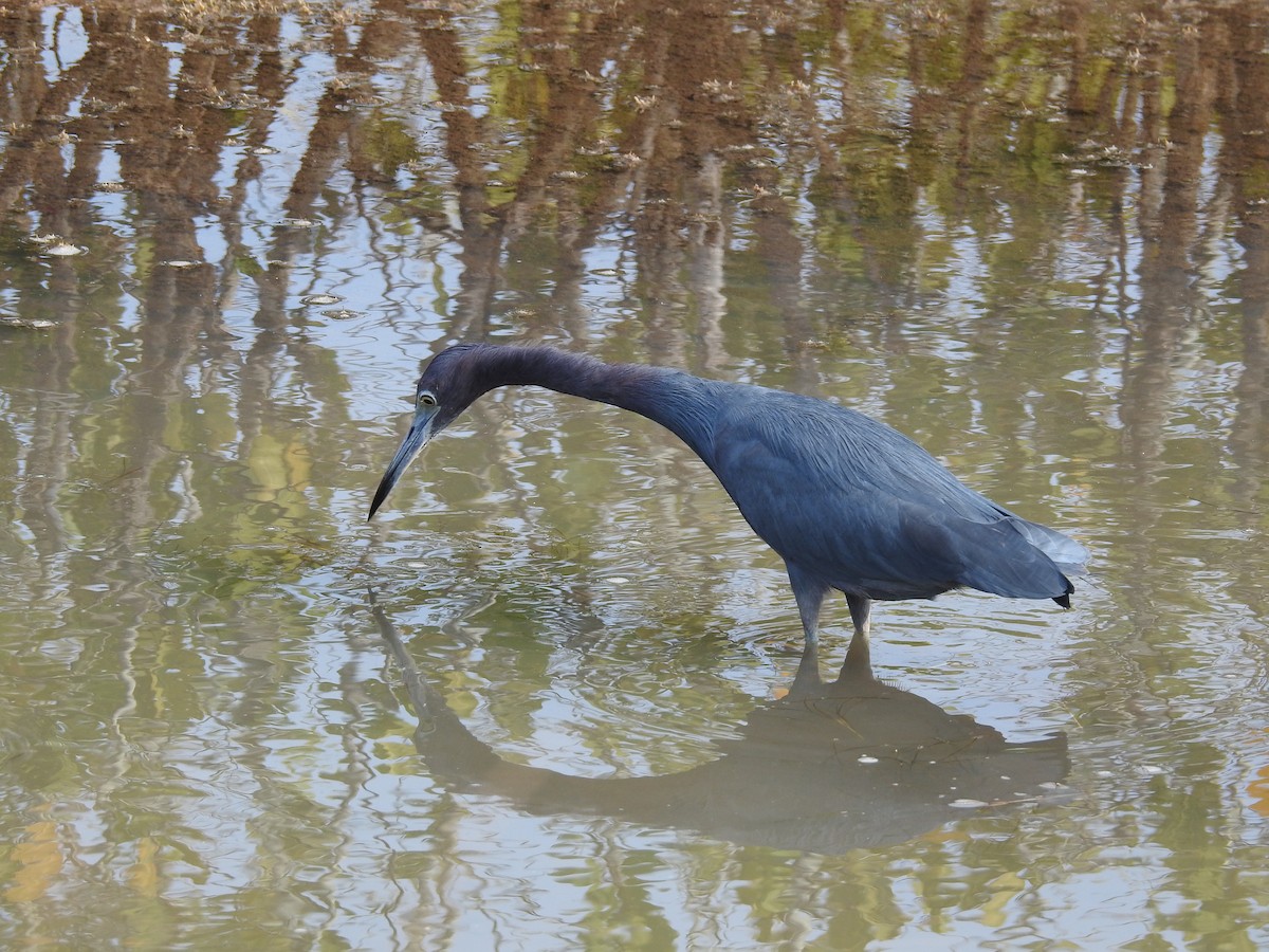 Little Blue Heron - ML616607795