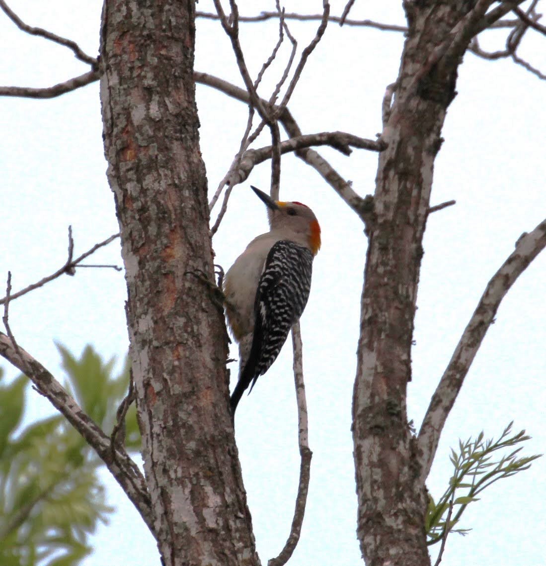 Golden-fronted Woodpecker - Olivia Bernard